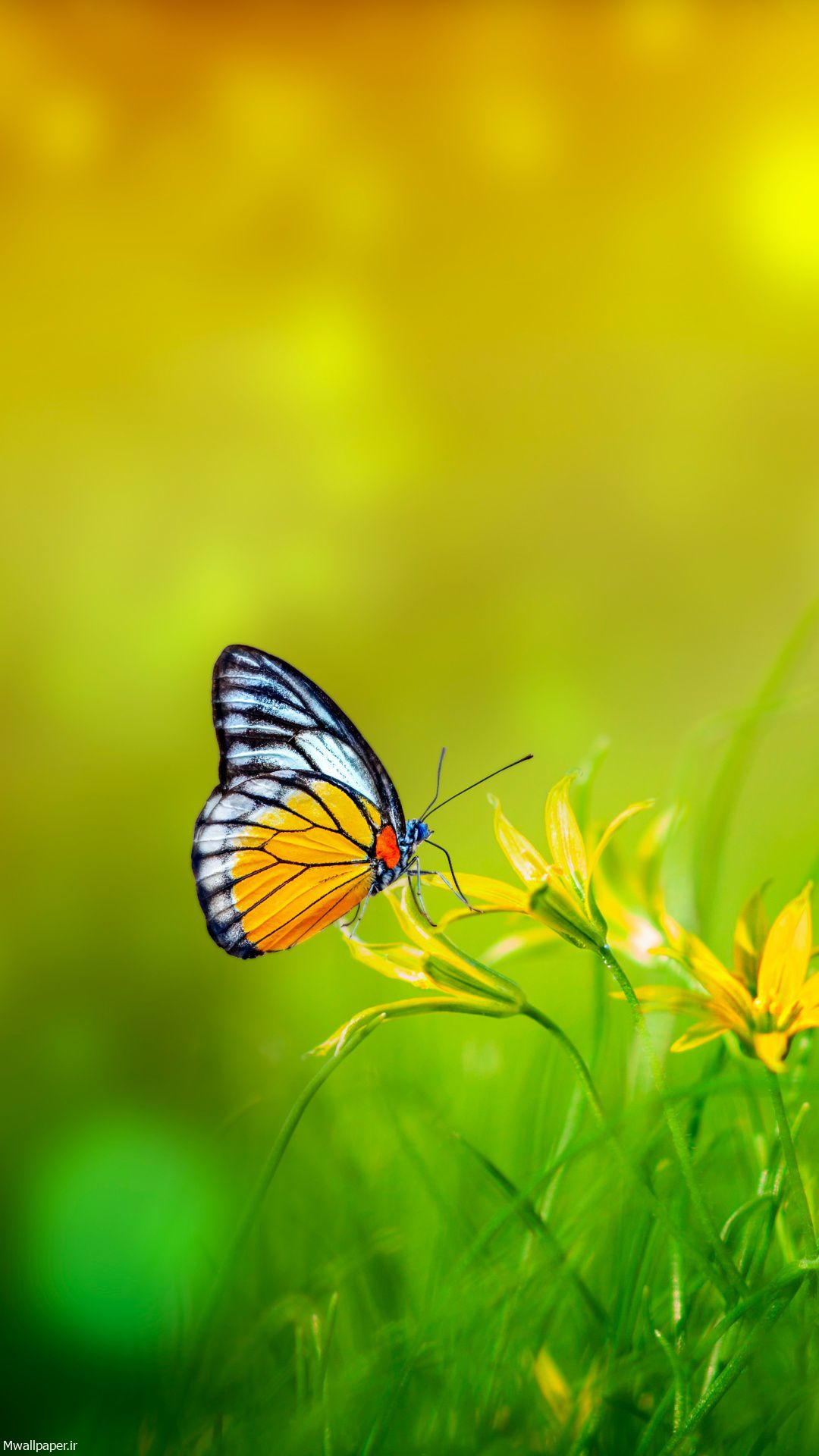 والپپیر پروانه روی گل زرد در حال گرده افشانی