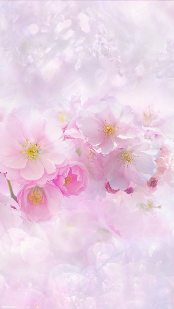 والپیپر بهاری شکوفه های گیلاس برای موبایل