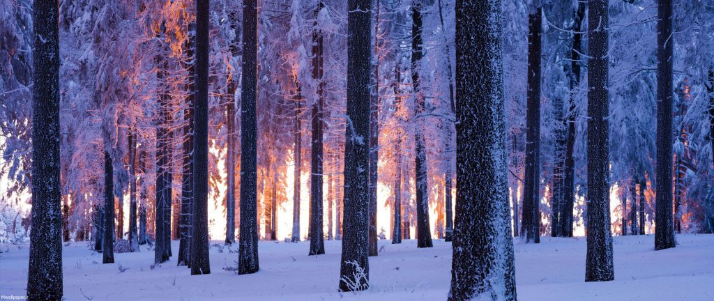 والپیپر جنگل زیبا در زمستان