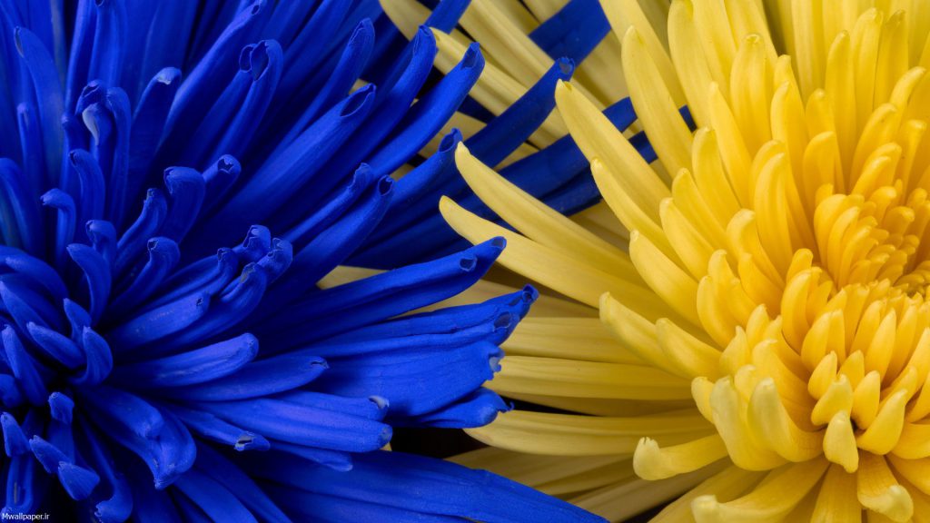 والپیپر خوشگل گل های آبی و زرد کنار هم