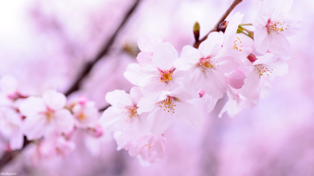 والپیپر شکوفه های گیلاس