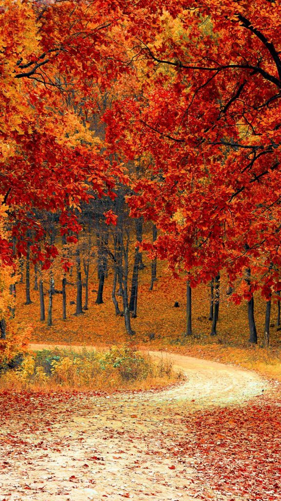 والپیپر موبایل برگ های قرمز پاییزی