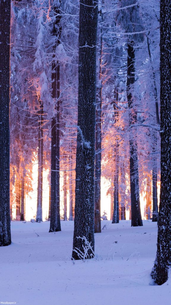 والپیپر موبایل جنگل زیبا در زمستان