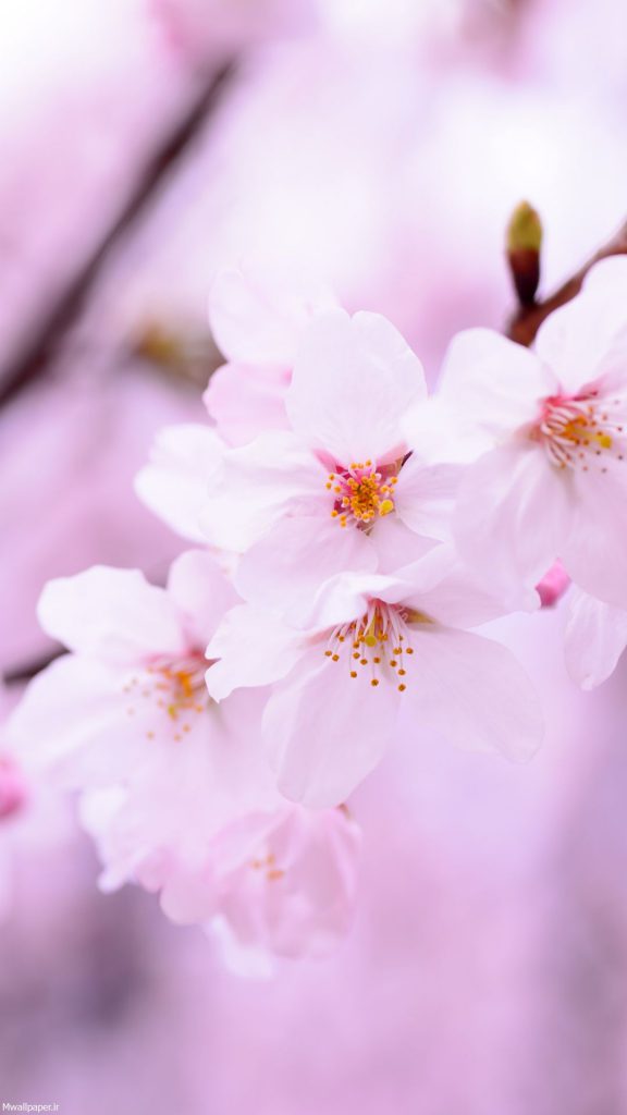 والپیپر موبایل شکوفه های گیلاس