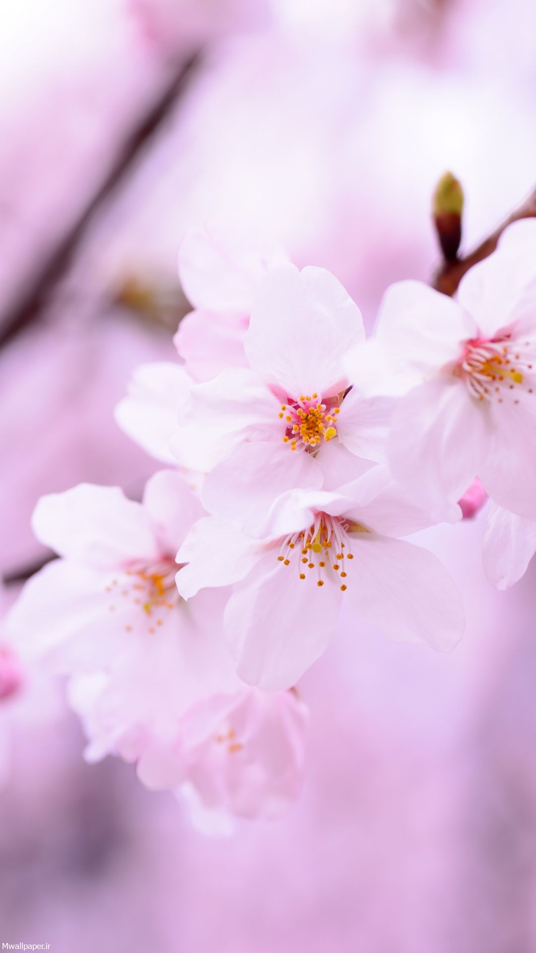 والپیپر موبایل شکوفه های گیلاس