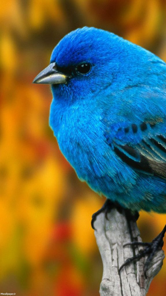 والپیپر موبایل پرنده زیبای آبی