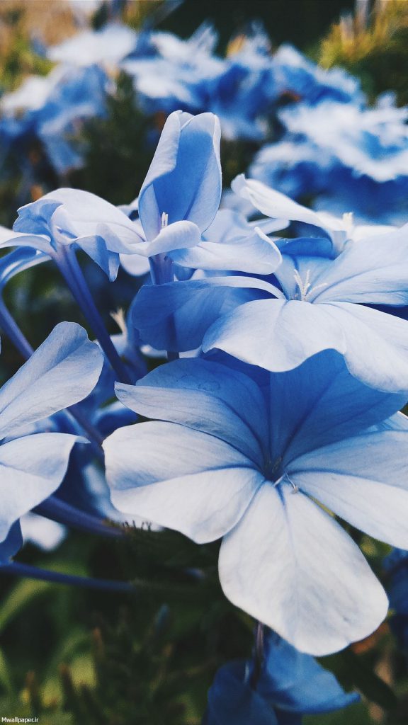 والپیپر موبایل گل های آبی رنگ