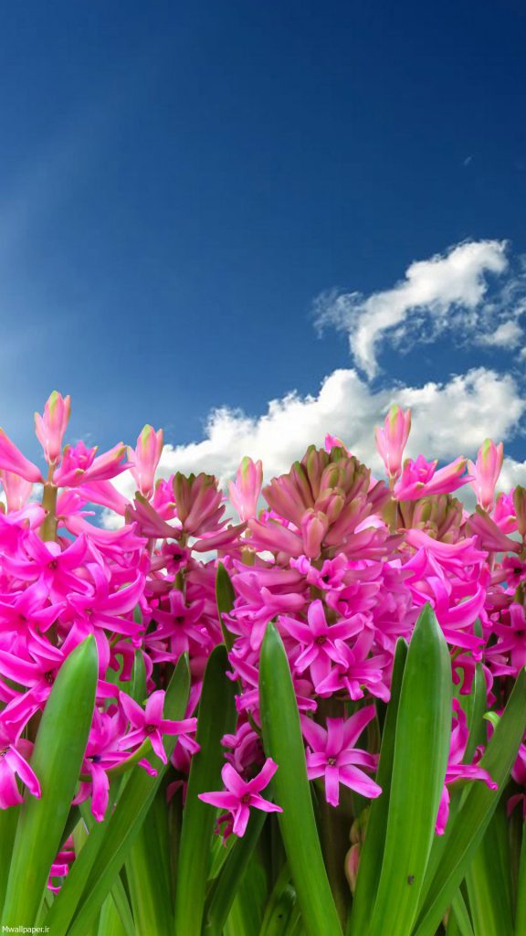 والپیپر موبایل گل های صورتی در فصل بهار