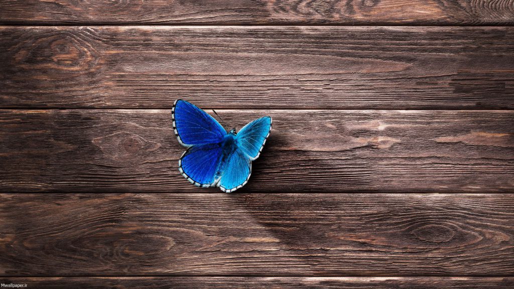 والپیپر پروانه آبی