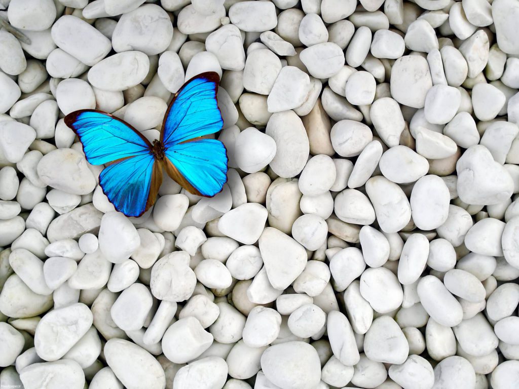 والپیپر پروانه روی سنگ