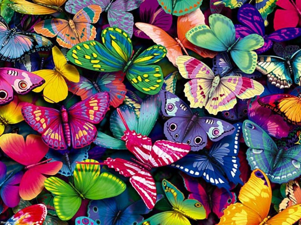 والپیپر پروانه های رنگی