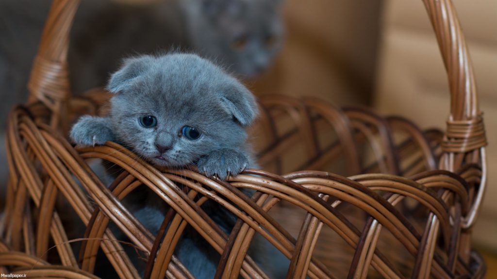 والپیپر کیوت بچه گربه بامزه آبی
