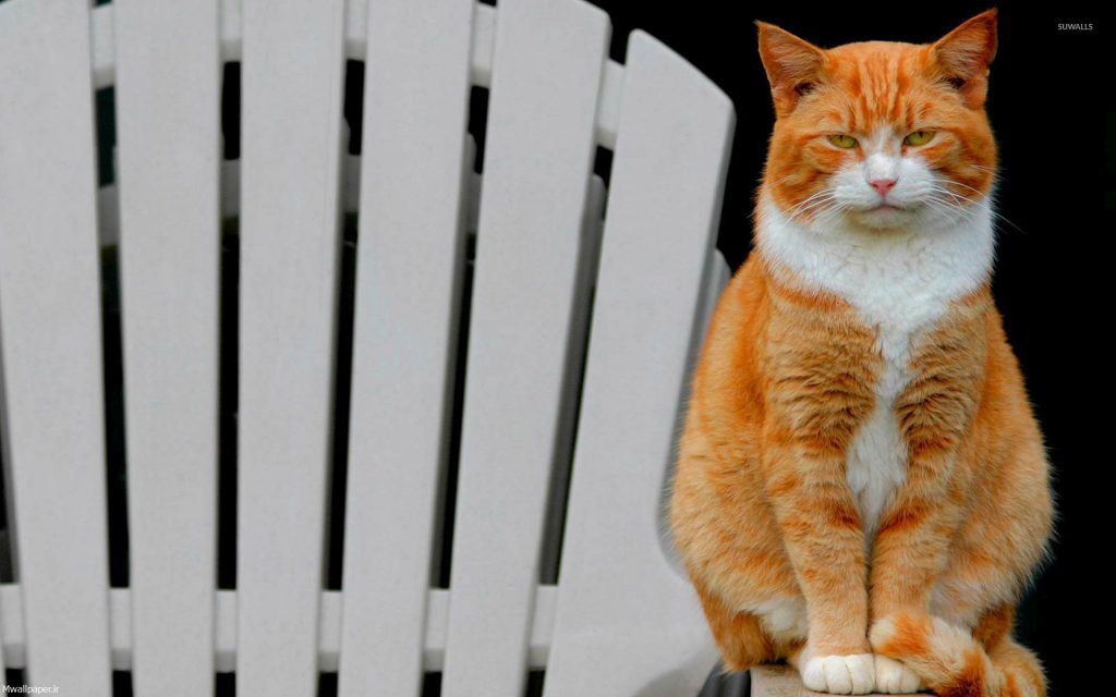 والپیپر گربه بامزه نارنجی