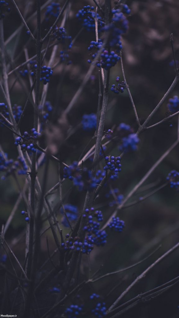 پس زمینه زیبای موبایل عکس گیاهان آبی