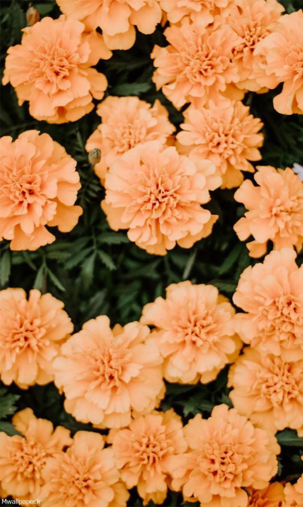 گراند گل نارنجی 612x1024 - والپیپرهای گل های نارنجی برای آیفون