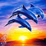 عکس های پس زمینه دلفین برای موبایل