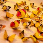 عکس پروانه های رنگارنگ با کیفیت 4k