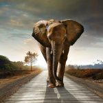 عکس پس زمینه فیل آفریقایی