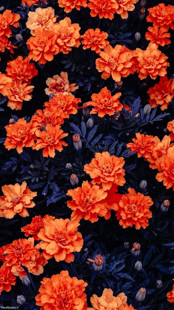 گل نارنجی پررنگ 576x1024 - والپیپرهای گل های نارنجی برای آیفون