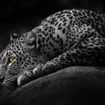 عکس یوزپلنگ سیاه و سفید