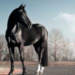والپیپر اسب سیاه با کیفیت 4k