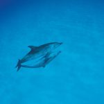 والپیپر دلفین در اقیانوس