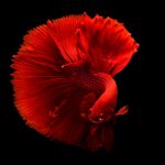 والپیپر ماهی قرمز با کیفیت 4k