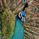والپیپر پرنده طاووس با کیفیت 4k