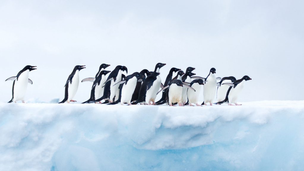 والپيپر حيوانات