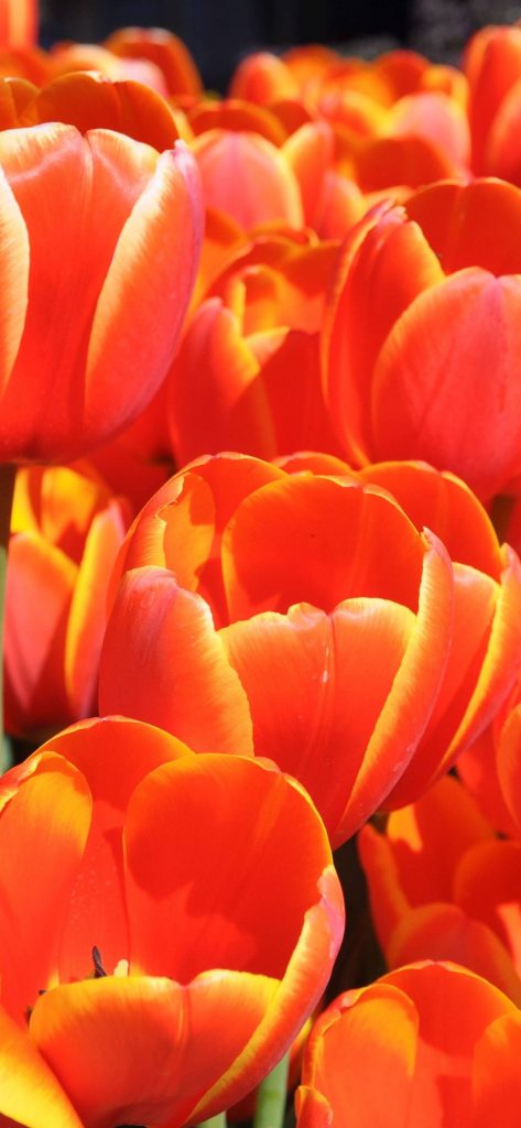 زمینه گل نارنجی 473x1024 - والپیپرهای گل های نارنجی برای آیفون
