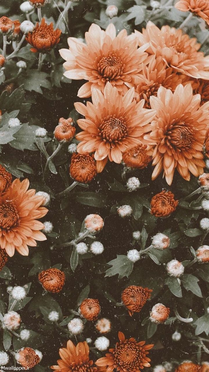 Orange Flower Iphone Wallpaper