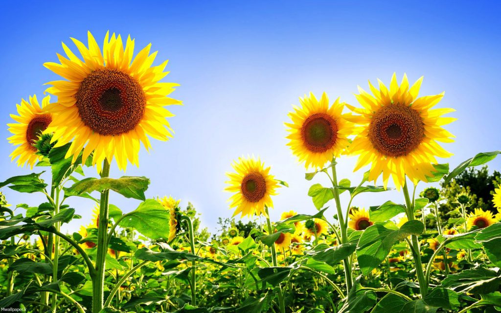 عکس باکیفیت گل آفتابگردان برای بک گراند