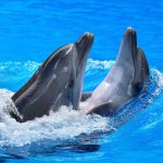 والپیپر دسکتاپ حیوانات – دلفین