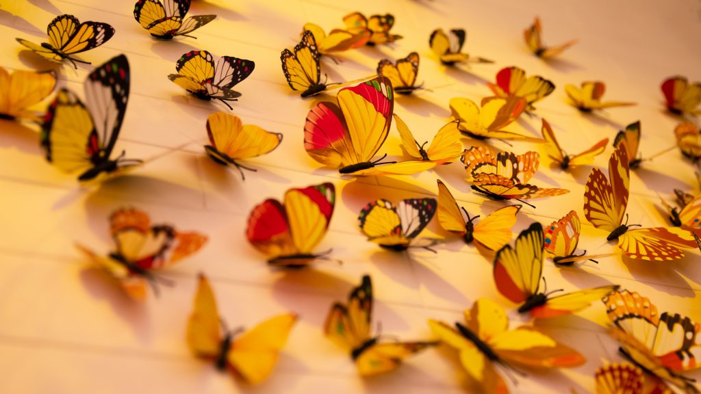 عکس پروانه های رنگارنگ با کیفیت 4k