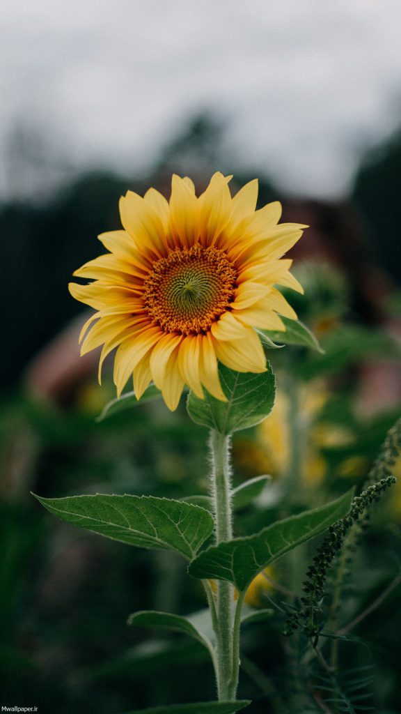 عکس گل آفتابگردان برای بک گراند موبایل