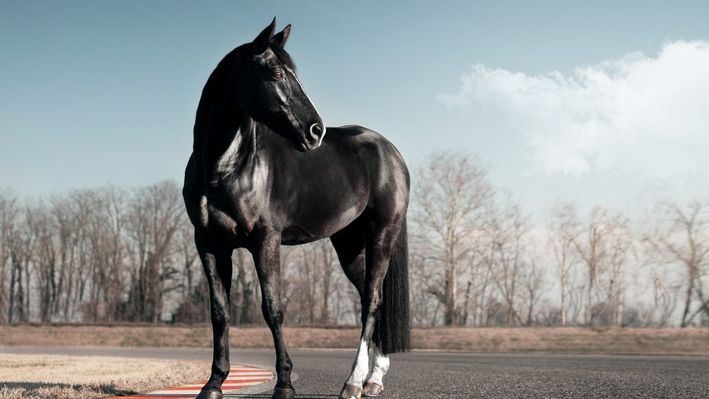 والپیپر 4k حیوانات اسب سیاه