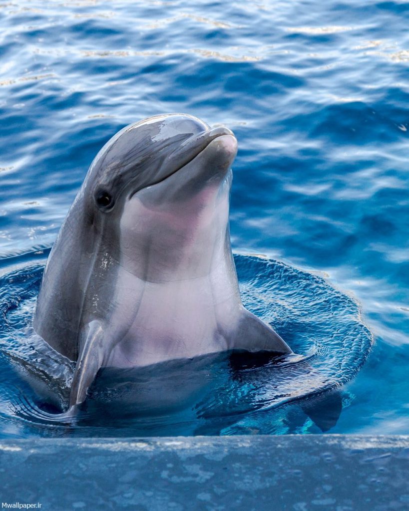 والپیپر دلفین برای گوشی