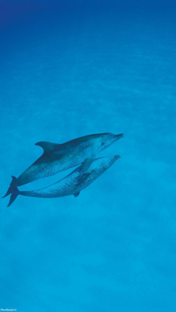 والپیپر دلفین در اقیانوس برای موبایل