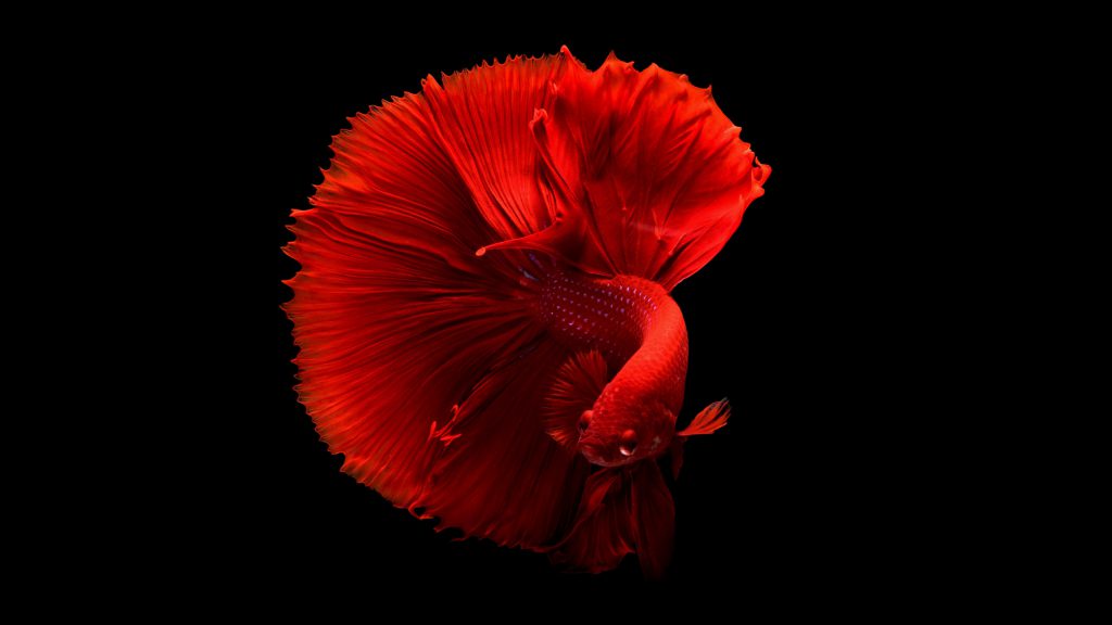والپیپر ماهی قرمز با کیفیت 4k
