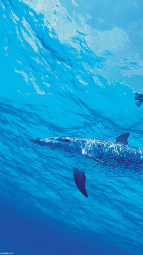 والپیپر موبایل دلفین زیر دریا