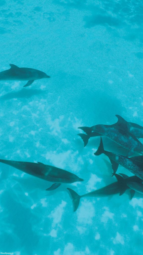 والپیپر موبایل گروه دلفین ها