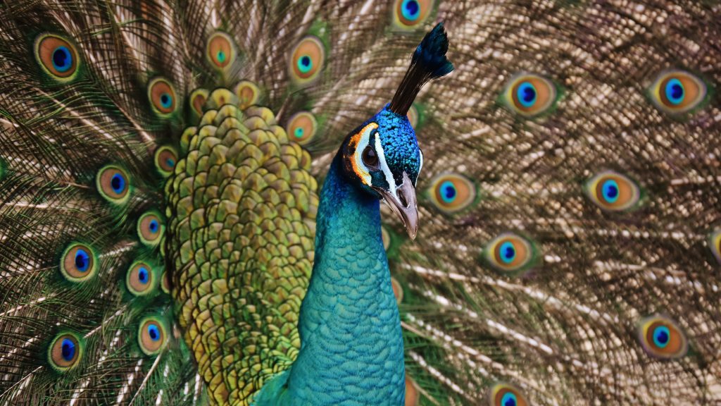 والپیپر پرنده طاووس با کیفیت 4k