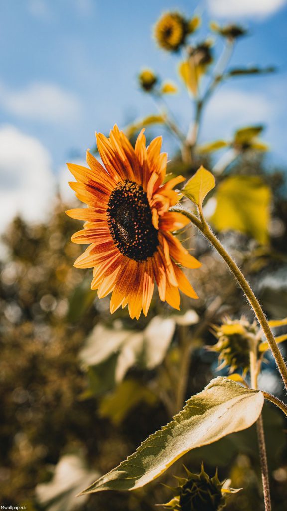 والپیپر گل آفتابگردان برای بک گراند موبایل