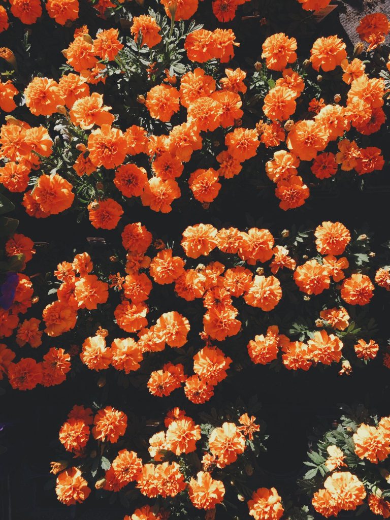 پس زمینه گل های نارنجی