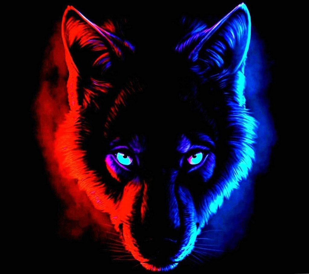 عکس گرگ قرمز و آبی باکیفیت