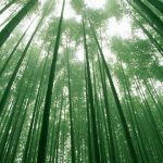 نمای زیبای جنگل بامبو