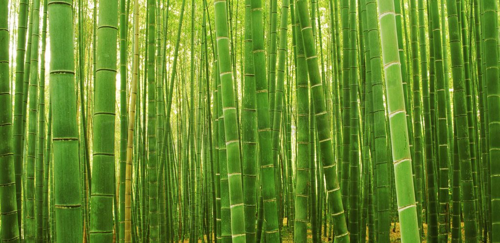 Bamboo Background Image