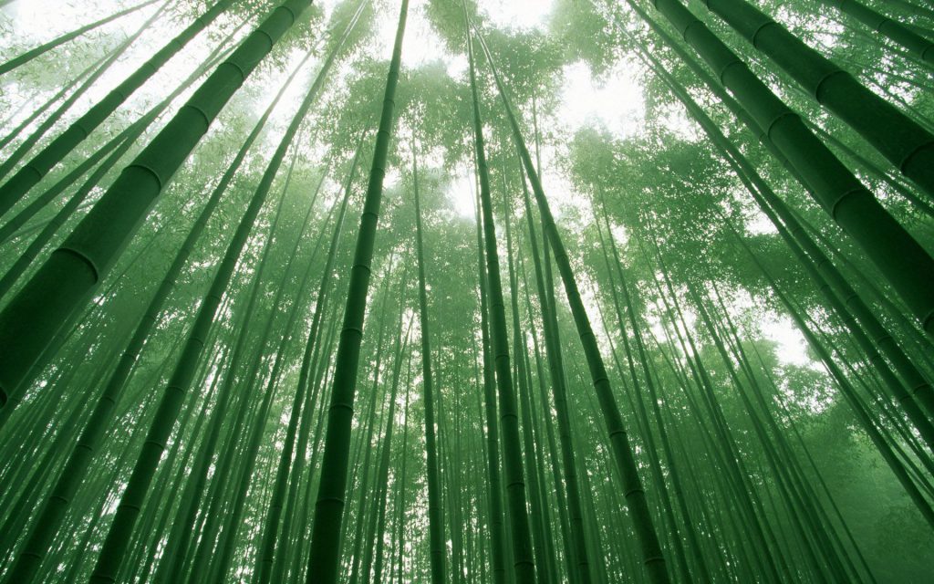نمای زیبای جنگل بامبو