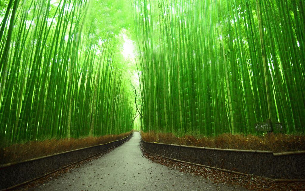 والپیپر جاده زیبا و جنگل بامبو