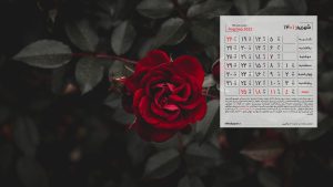 بک گراند تقویم شهریور 1401 با عکس گل رز قرمز